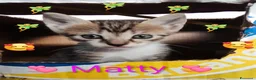 Europeo gatti in regalo: Matty bellissima micina  a Città metropolitana di Milano - Annuncio 1