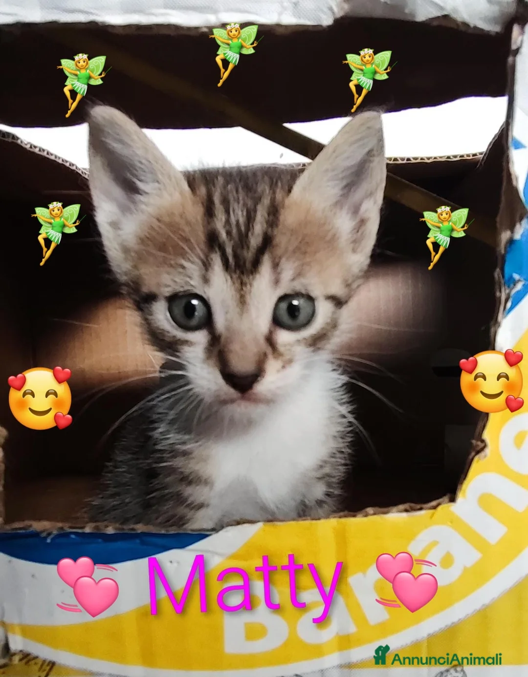 Europeo gatti in regalo: Matty bellissima micina  a Città metropolitana di Milano - Annuncio 1