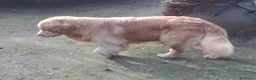 Golden Retriever cani in vendita: CucciolataTop GOLDEN RETRIEVER LINEA AMERICANA100% a Città metropolitana di Palermo - Annuncio 3