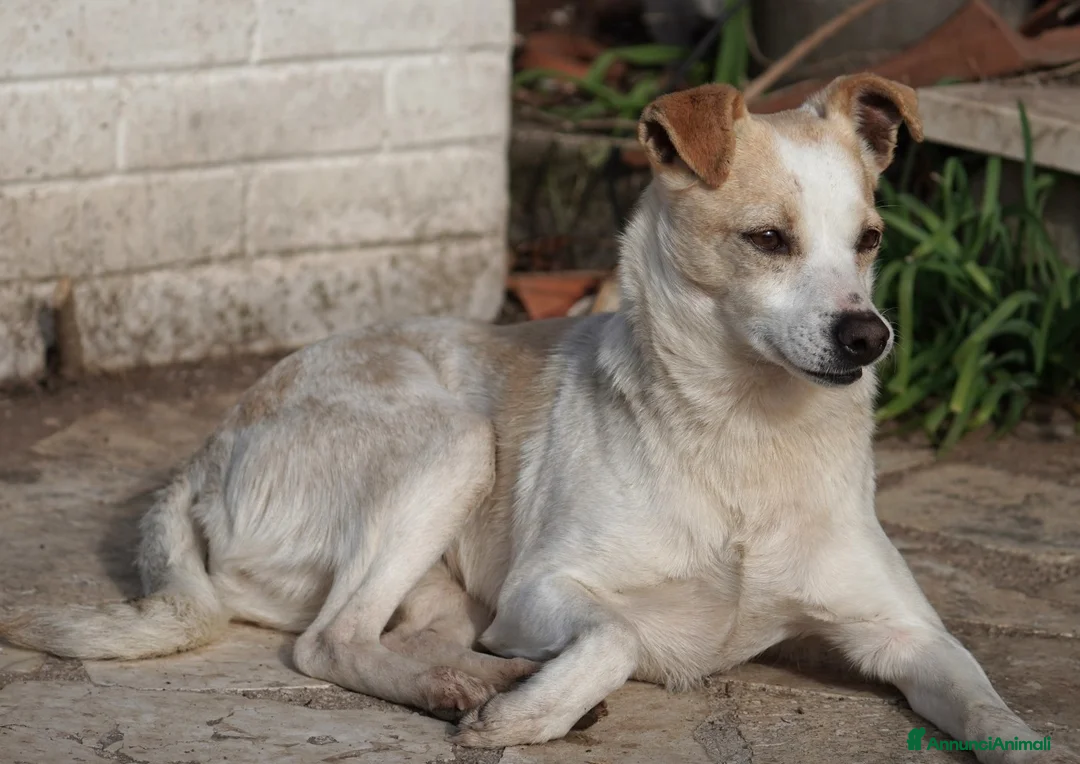 Meticcio cani in regalo: PANNA. adozione del cuore - Annuncio 8