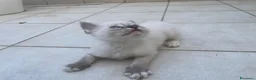 Ragdoll gatti in vendita: Ragdoll maschio - Annuncio 2