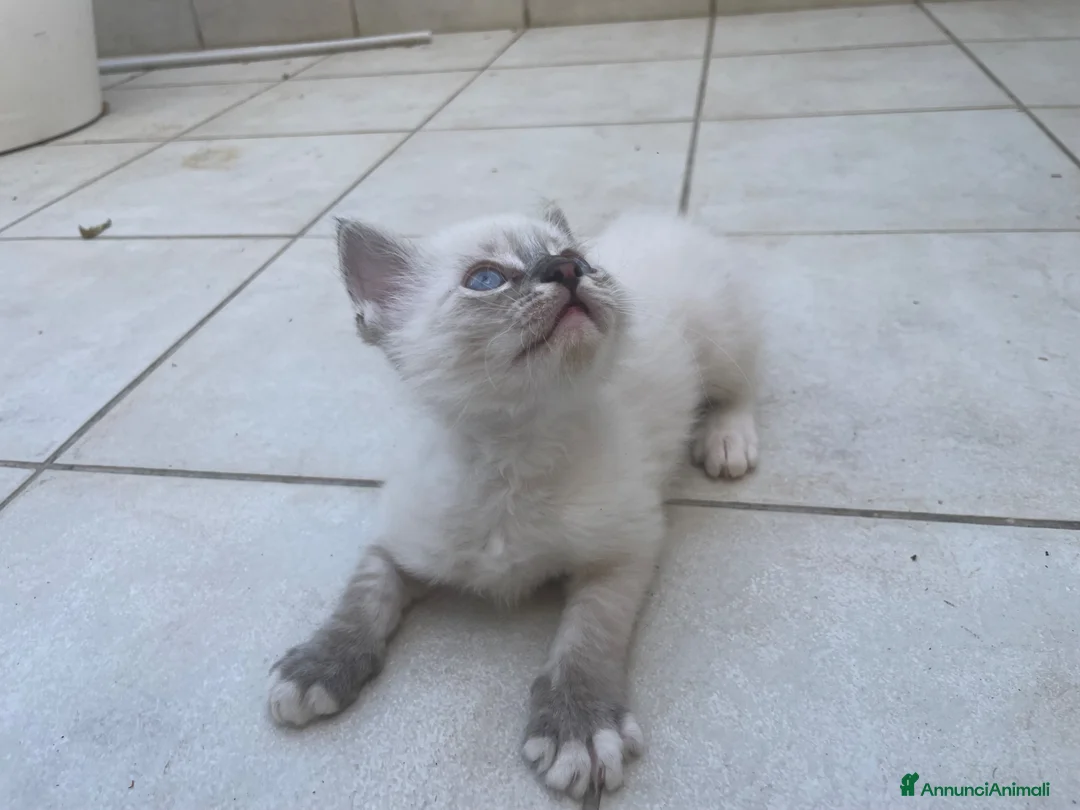 Ragdoll gatti in vendita: Ragdoll maschio - Annuncio 2