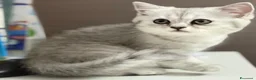 British gatti in vendita: Scottish fold straight  - Annuncio 2