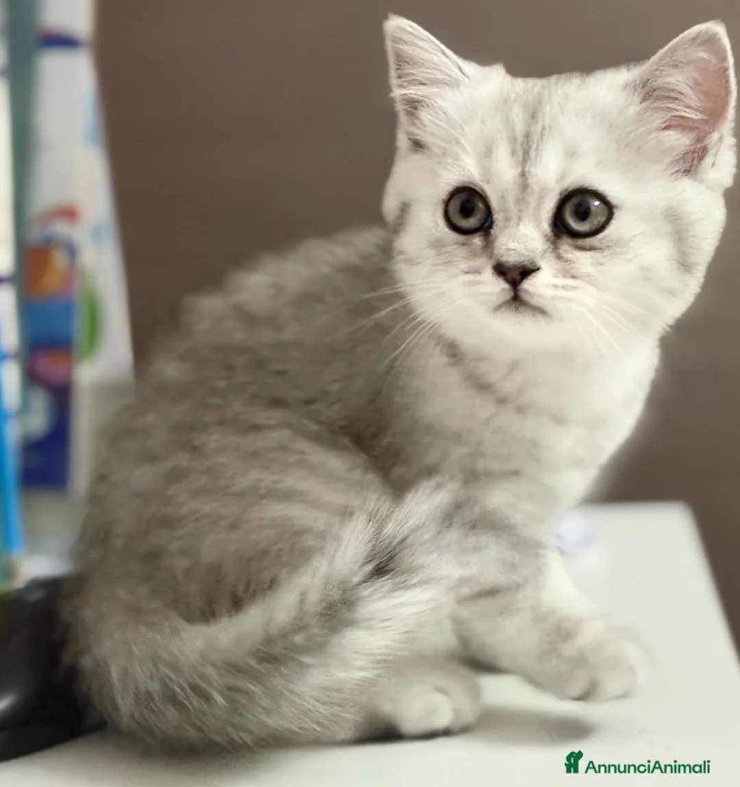 British gatti in vendita: Scottish fold straight  - Annuncio 2