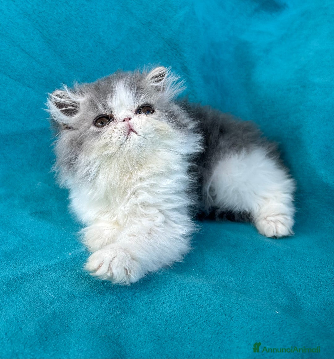 Persiano gatti in vendita: Cucciolo gatto persiano  a Città Metropolitana di Torino - Immagine 8