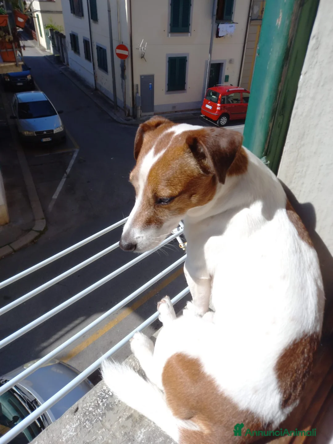 Jack Russell cani in vendita: Stupendi cuccioki di Jack Russel - Annuncio 9