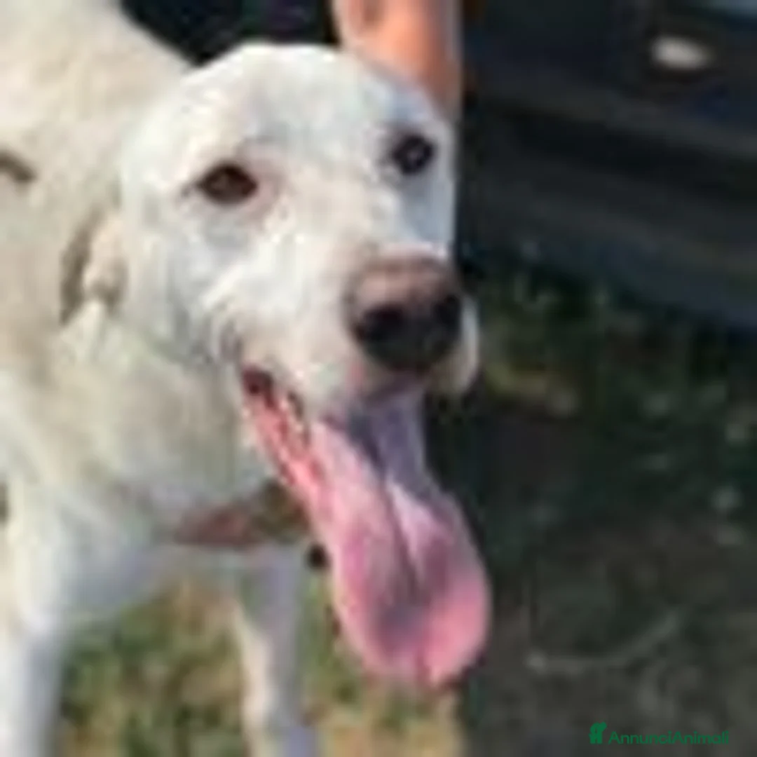 Labrador cani in regalo: Boston, simil labrador dagli occhi dolcissimi a Provincia di Latina - Annuncio 10