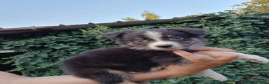 Australian Shepherd 3