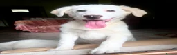 Meticcio cani in regalo: Cucciole 3 mesi e mezzo vaccinate - Annuncio 4