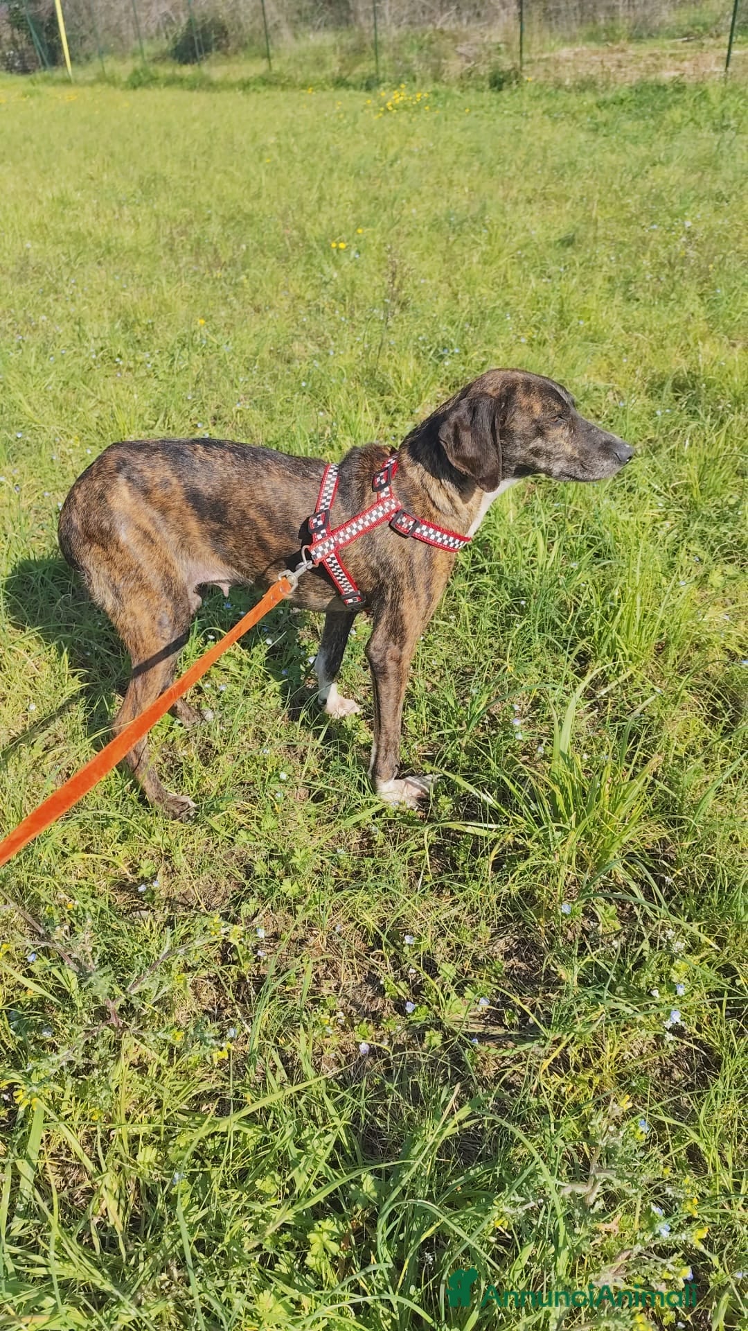 Meticcio cani in regalo: Cannella... adozione del SUPER CUORE ❤️ - Annuncio 14