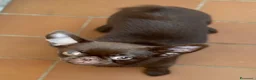 Chihuahua cani in vendita: Chihuahua cucciola - Annuncio 3