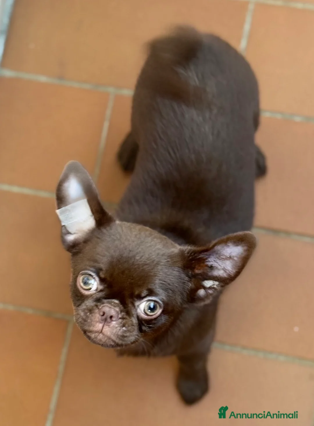 Chihuahua cani in vendita: Chihuahua cucciola - Annuncio 3