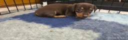 Bassotto cani in vendita: Bassotto tedesco femmina kaninchen  - Annuncio 5