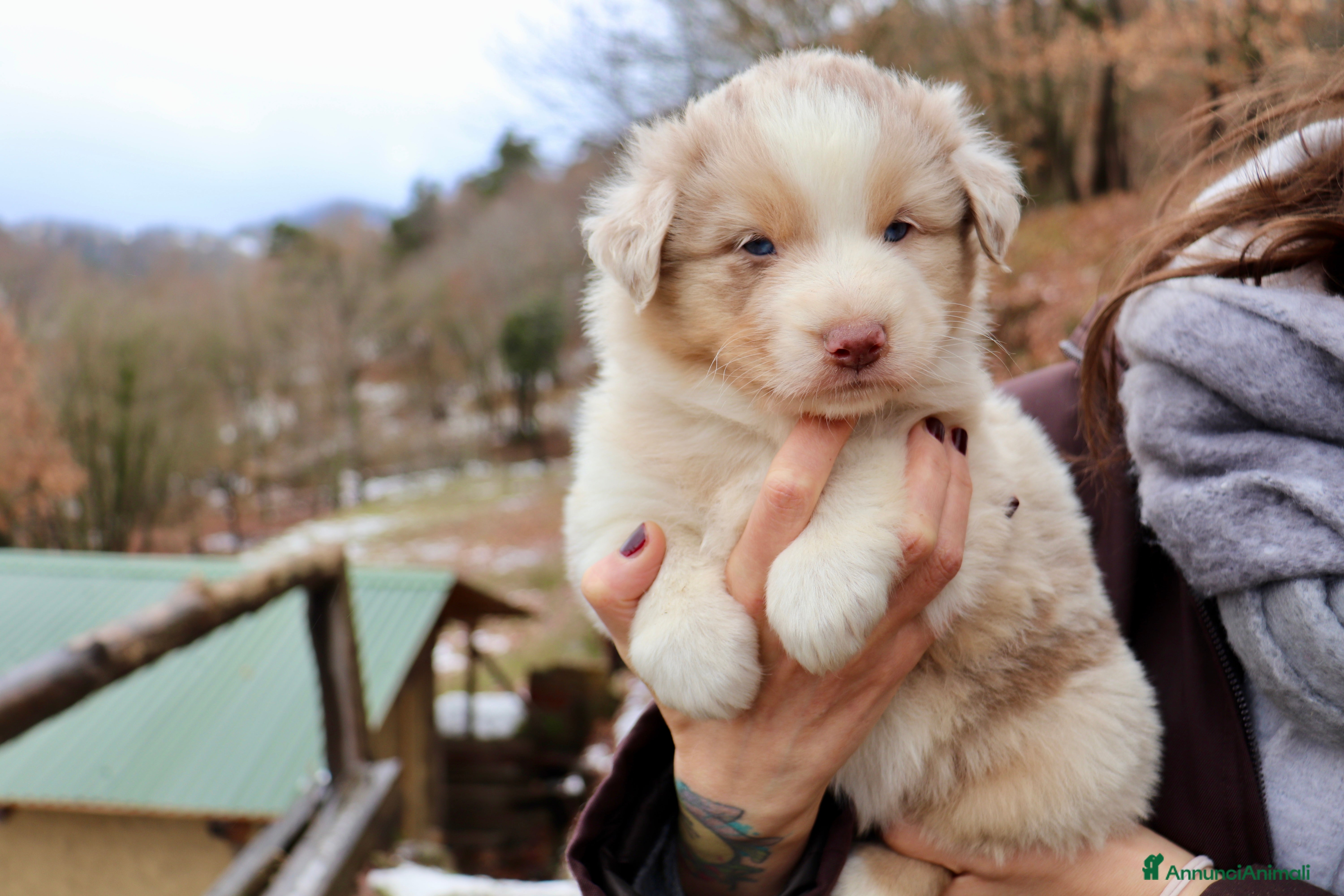 Australian Shepherd cani Cuccioli pastore australiano - Annuncio 2