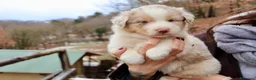 Australian Shepherd cani in vendita: Cuccioli pastore australiano - Annuncio 2