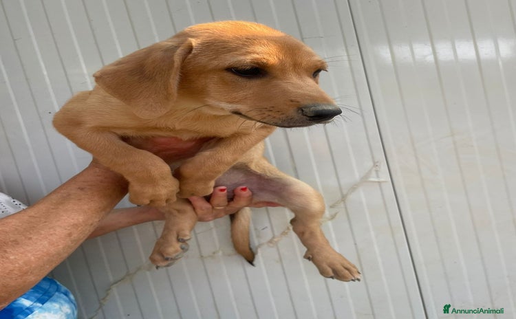 Meticcio cani a Città metropolitana di Milano - Annuncio 3