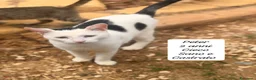 Altre razze gatti in regalo: Gattini destinati alla colonia a Provincia di Ferrara - Annuncio 8