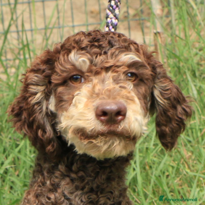 Lagotto cani Lagotto romagnolo - maschio giovane 1 a Provincia di Ravenna - Annuncio 6