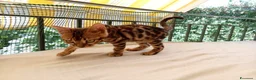 Bengala gatti in vendita: Cuccioli di gatto del Bengala  - Annuncio 1