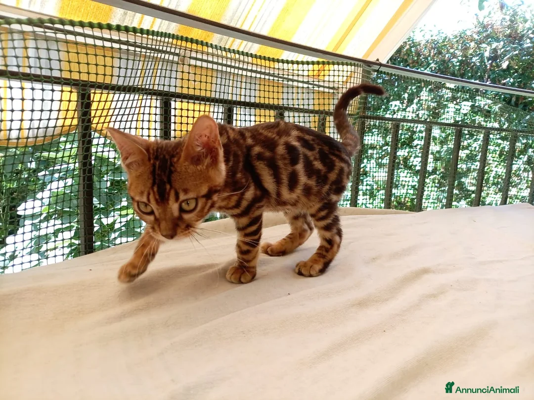 Bengala gatti in vendita: Cuccioli di gatto del Bengala  - Annuncio 1