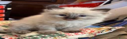 Ragdoll gatti in vendita: Talat  - Annuncio 2