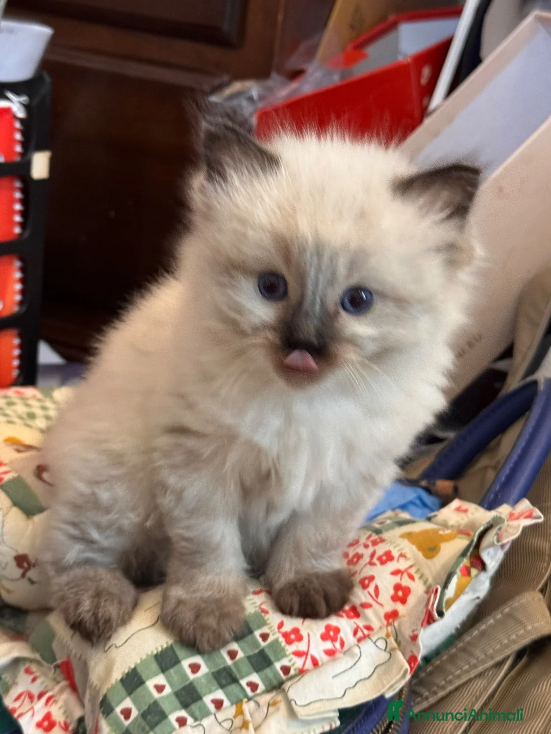 Ragdoll gatti in vendita: Talat  - Annuncio 2