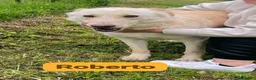 Meticcio cani in regalo: ROBERTO socievole - allegro! a Provincia di Macerata - Annuncio 5