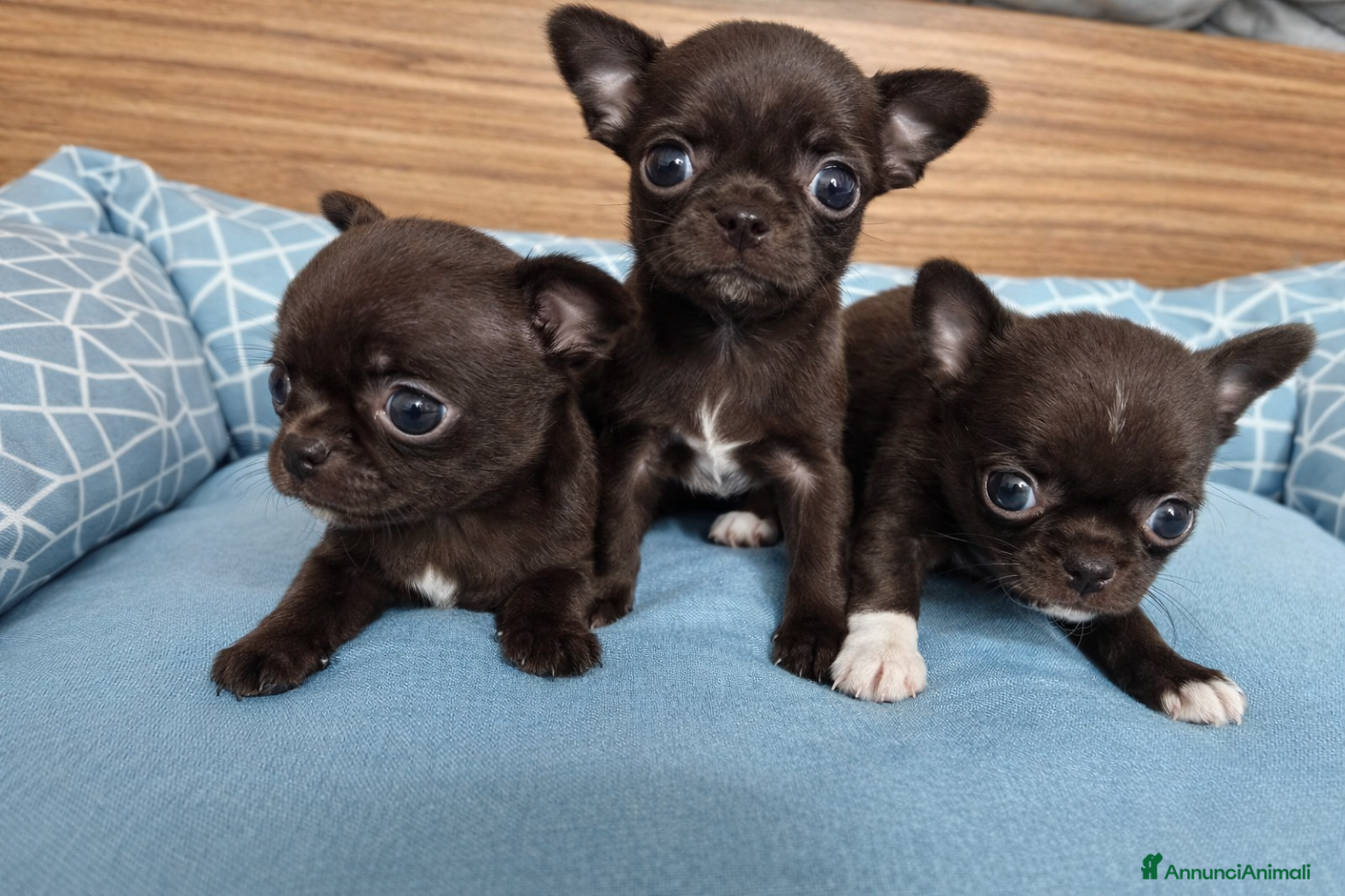 Chihuahua cani Cuccioli di chihuahua con pedigree - Annuncio 1