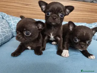 Chihuahua cani Cuccioli di chihuahua con pedigree - Annuncio 1