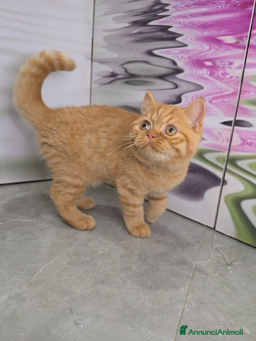 British gatti in vendita: Scottish Straight con Pedigree  - Annuncio 2