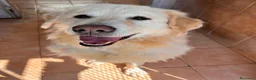 Meticcio cani in regalo: SALOMONE MAREMMANO - Annuncio 2