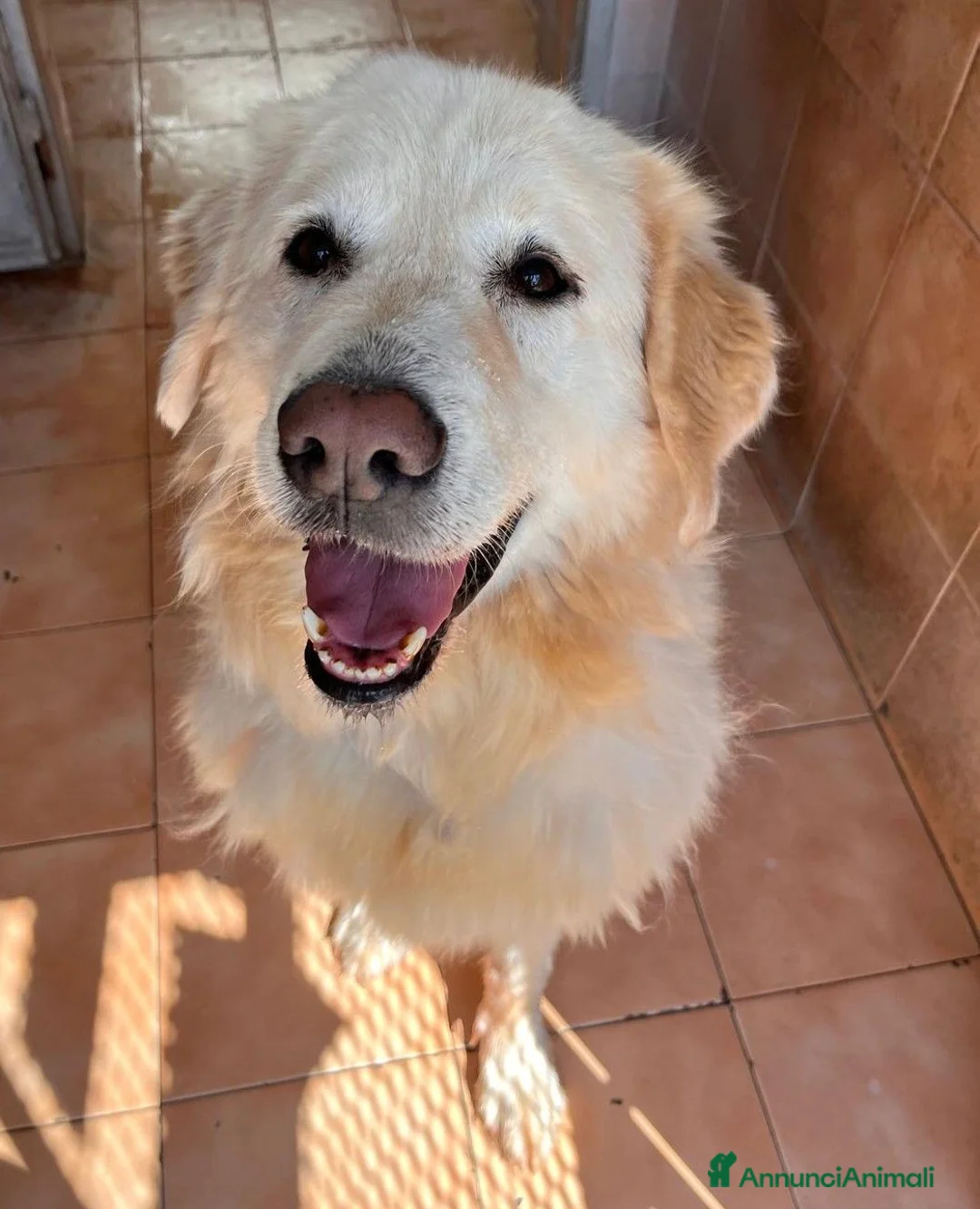 Meticcio cani in regalo: SALOMONE MAREMMANO - Annuncio 2
