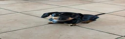 Bassotto cani in vendita: Cucciolo di bassotto tedesco nano femmina - Annuncio 3