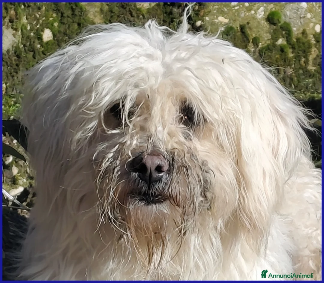Meticcio cani in regalo: DELORIS VAN CARTIER, UN BATUFFOLO DI PELO - Annuncio 7