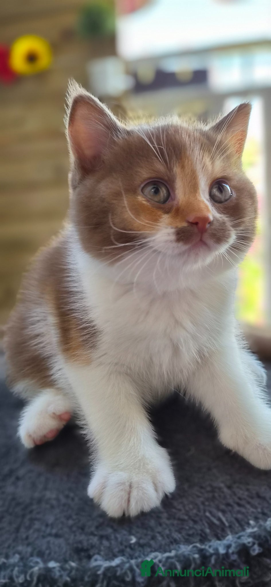 British gatti British shorthair  - Annuncio 2