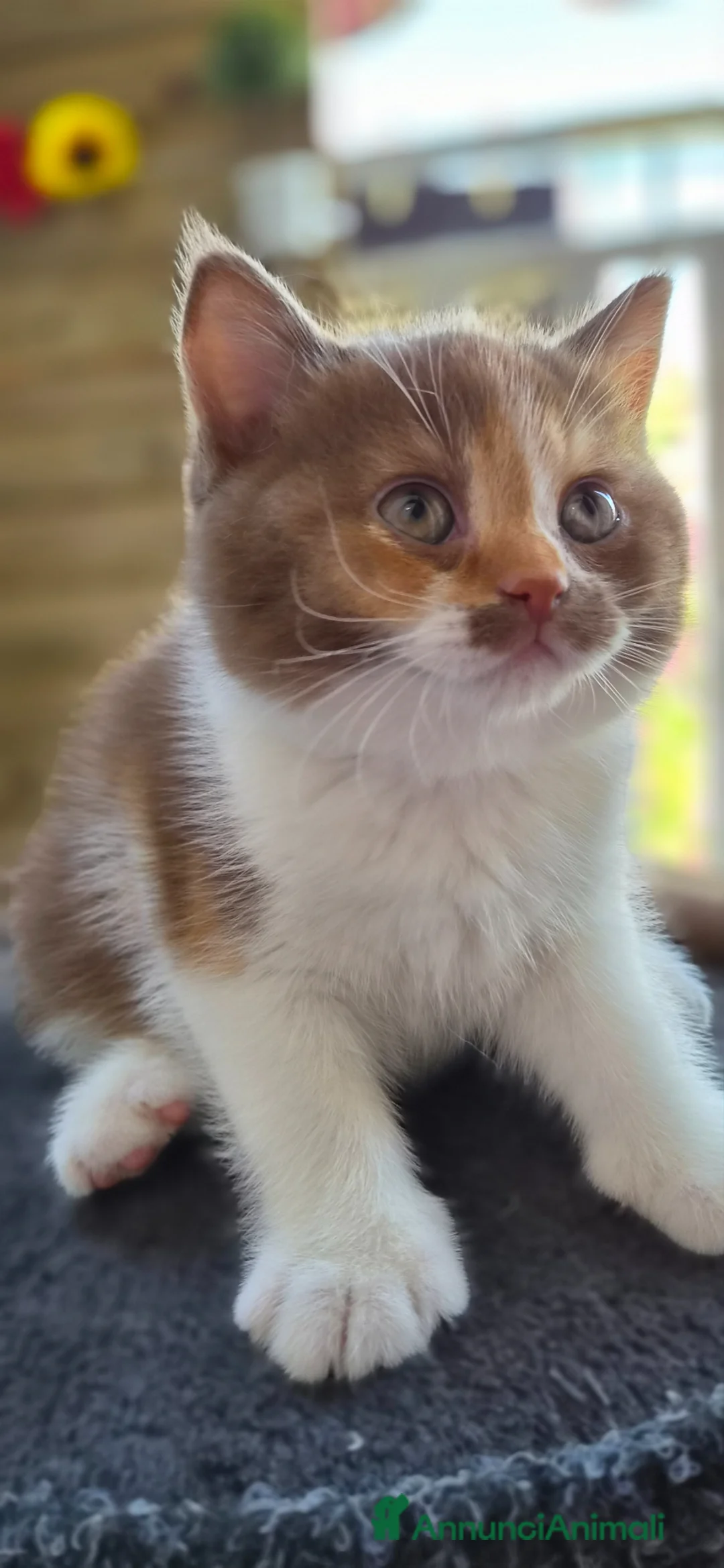 British gatti in vendita: British shorthair  - Annuncio 1