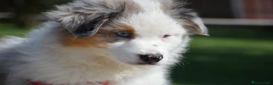 Australian Shepherd Cucciolo 1
