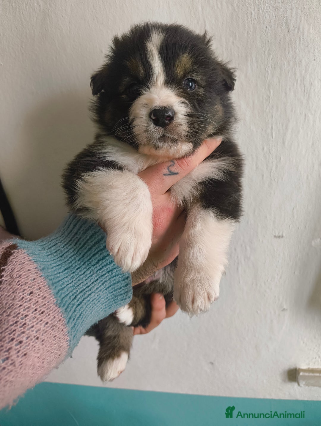 Australian Shepherd cani in vendita: Cucciolo di Pastore australiano  - Annuncio 4