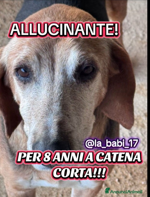 Segugio cani Segugio X 8ANNI A CATENA CORTA!! PUGLIA a Città metropolitana di Milano - Annuncio 19