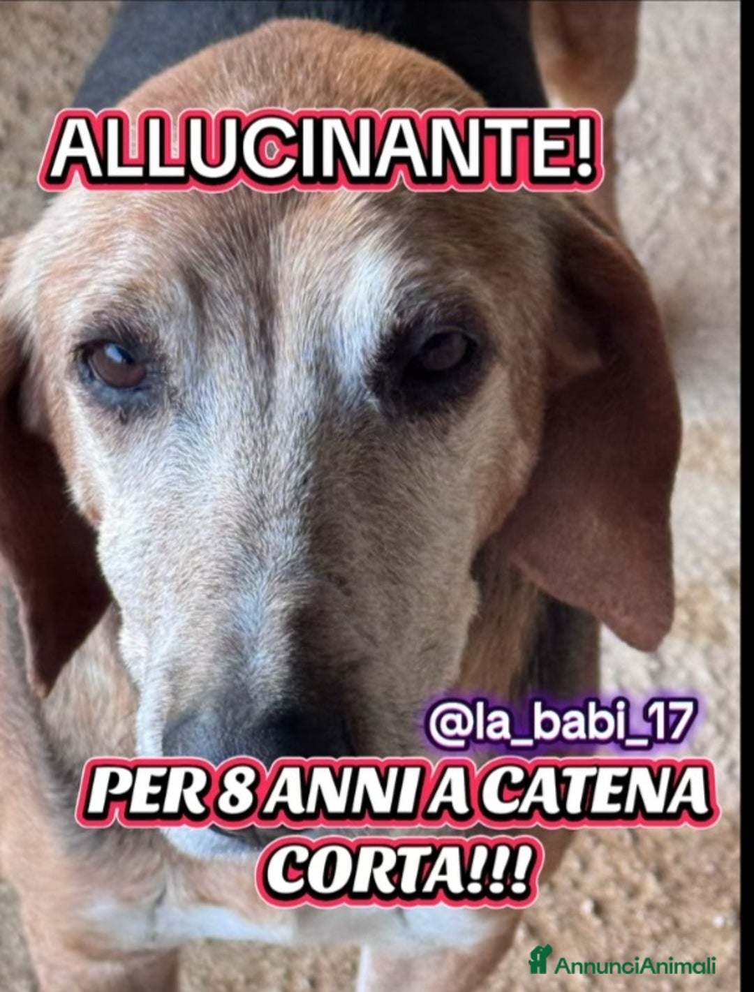 Segugio cani in regalo: Segugio X 8ANNI A CATENA CORTA!! PUGLIA a Città metropolitana di Milano - Annuncio 1