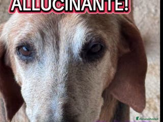 Segugio cani Segugio X 8ANNI A CATENA CORTA!! PUGLIA a Città metropolitana di Milano - Annuncio 1