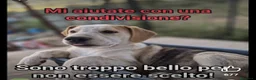 Meticcio cani in regalo: 7cuccioli 3mesi e 1/2 buttati via ..CATANIA SOS  - Annuncio 10