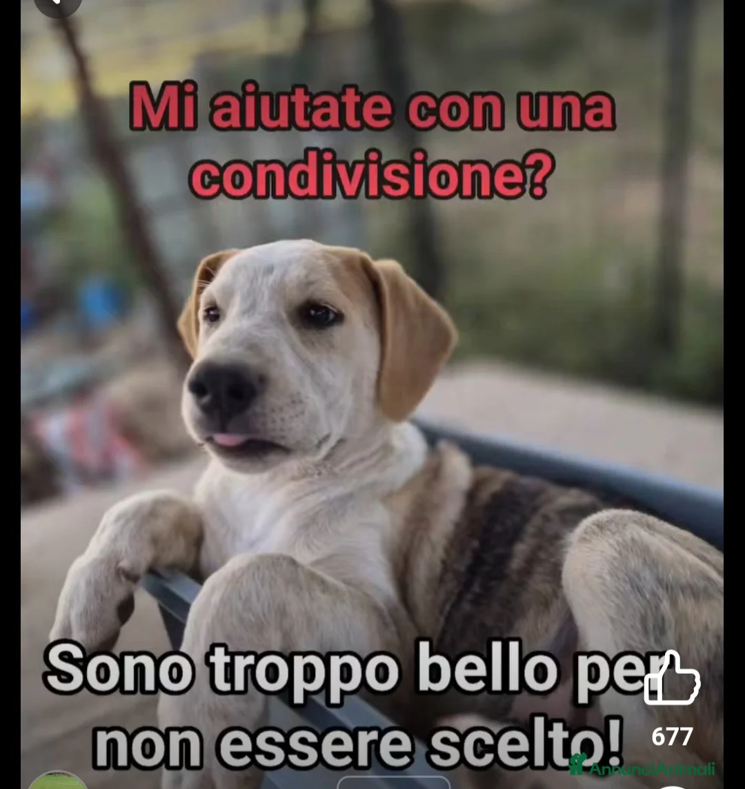 Meticcio cani in regalo: 7cuccioli 3mesi e 1/2 buttati via ..CATANIA SOS  - Annuncio 10