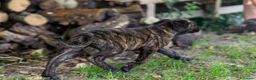 Cane Corso cani in vendita: Cuccioli di Cane Corso pronti per la consegna - Annuncio 8