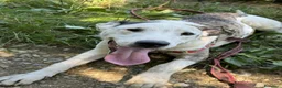 Meticcio cani in regalo: ALFA, mix PITBULL super coccolone!! - Annuncio 7