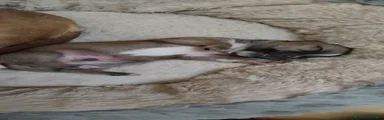 Chihuahua 1