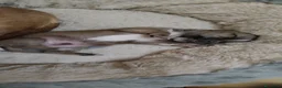 Chihuahua cani in vendita: Chihuahua  - Annuncio 3