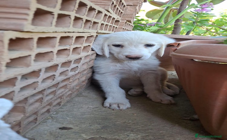 Meticcio cani a Città metropolitana di Milano - Annuncio 17