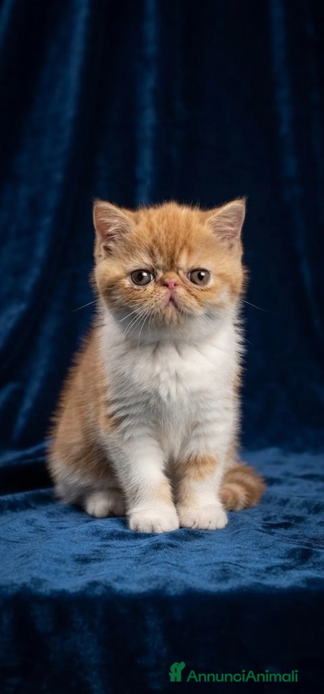 Exotic Shorthair gatti in vendita: Cucciolo di Exotic Shorthair Esotico a Libero consorzio comunale di Siracusa - Annuncio 1