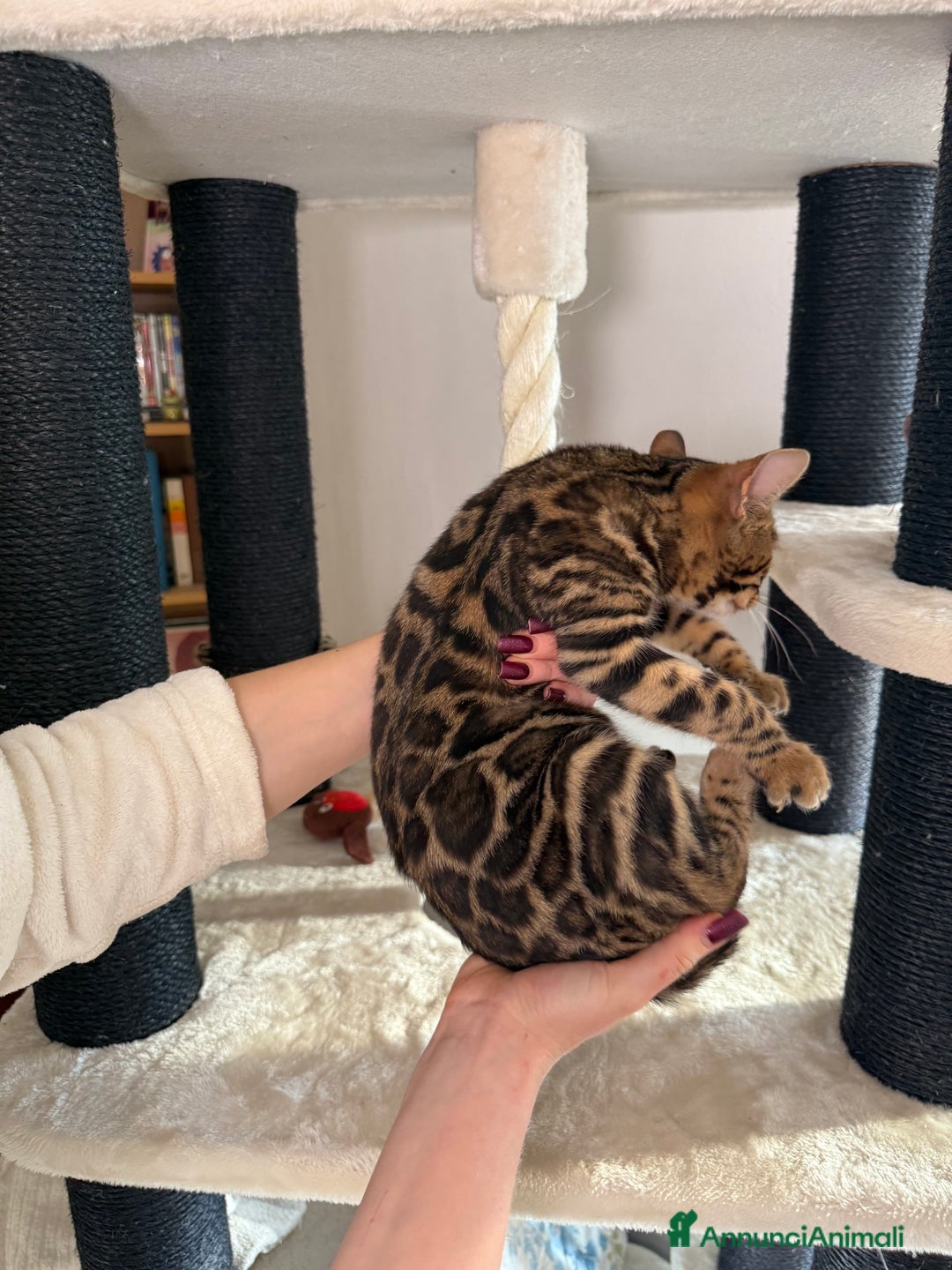 Bengala gatti in vendita: Gattina bengala brown spotted tabby  - Annuncio 25